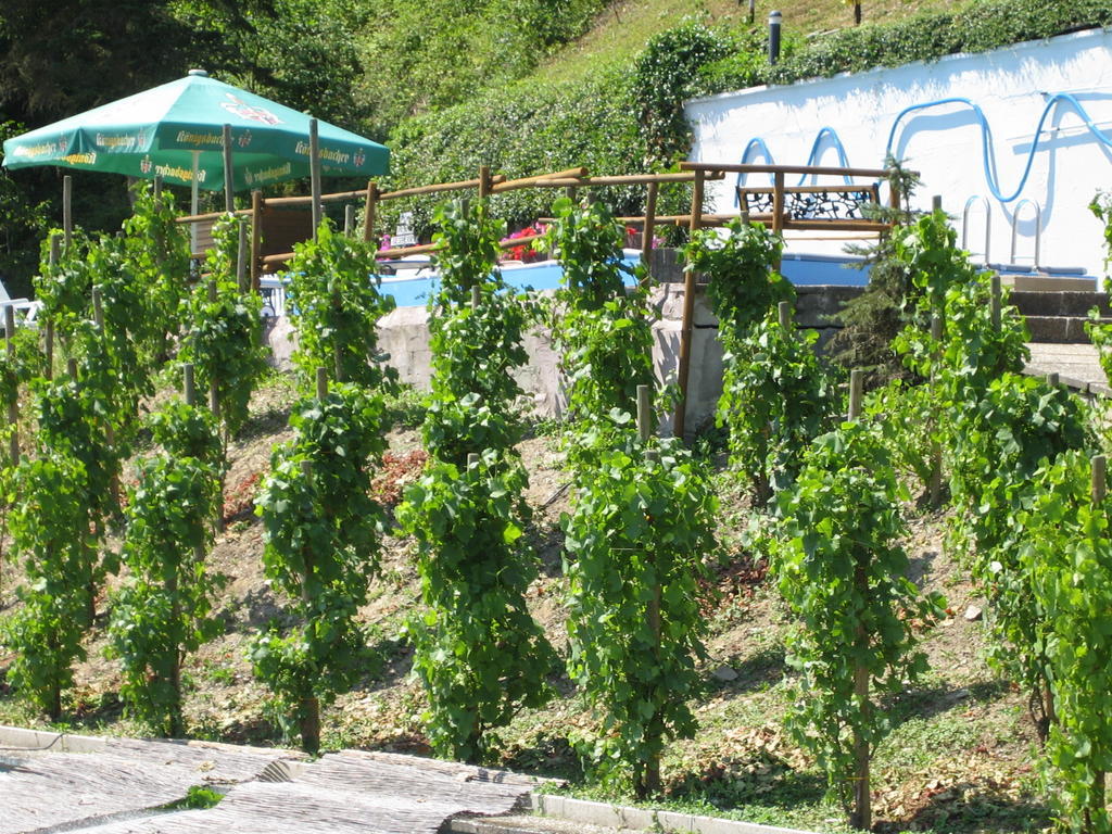 Landhotel Weinhaus Treis Weinähr Eksteriør bilde